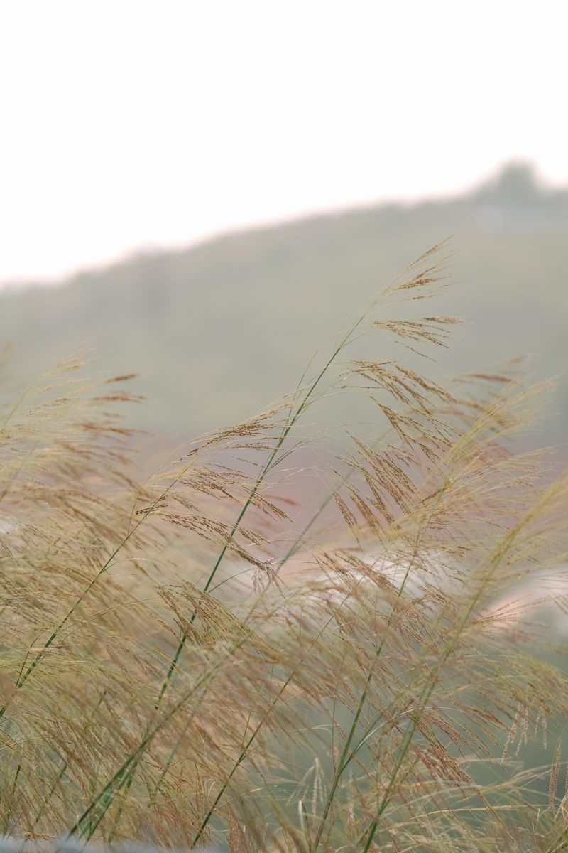 Indian Grass