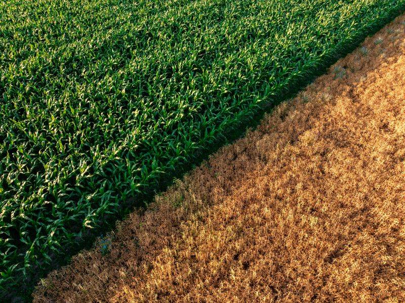 Indiana Sat In The Drought's Hardest-Hit Corridor Indiana Sat In The Drought's Hardest-Hit Corridor