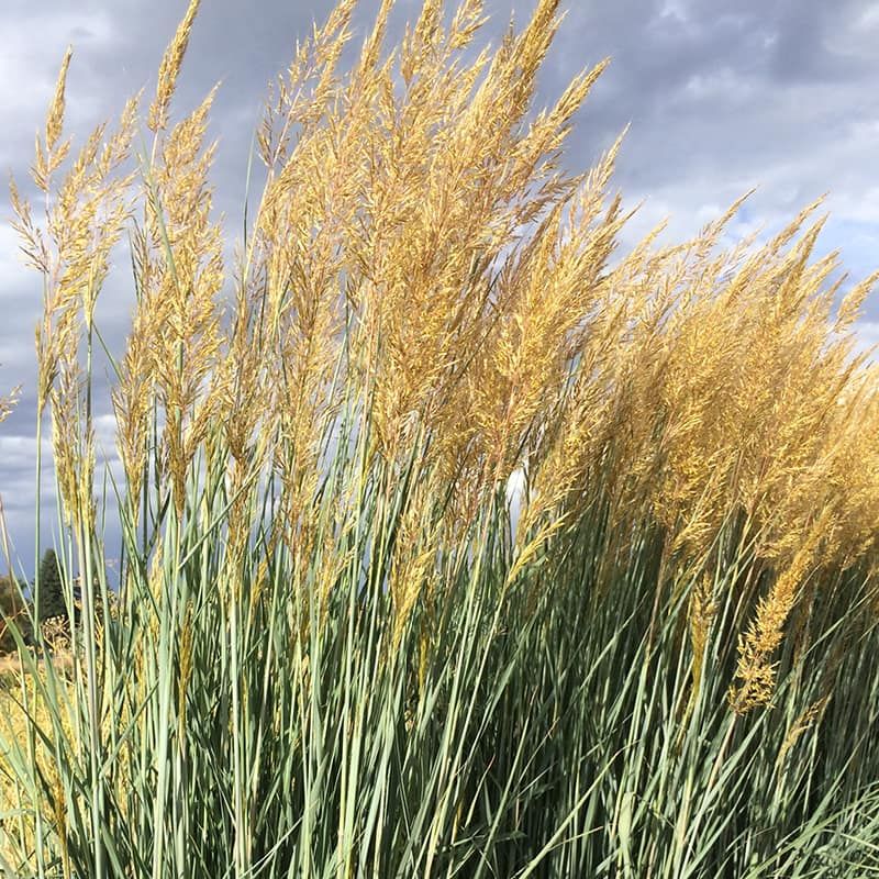 Indiangrass Brings Golden Color And Tall Structure Indiangrass Brings Golden Color And Tall Structure