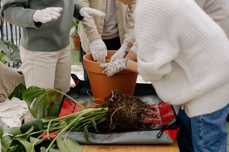 Indoor Houseplants Need A Lightweight Mix Indoor Houseplants Need A Lightweight Mix