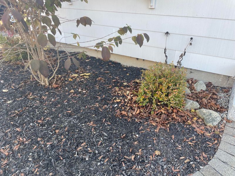 Infrequent Mowing And Yard Debris Buildup Infrequent Mowing And Yard Debris Buildup