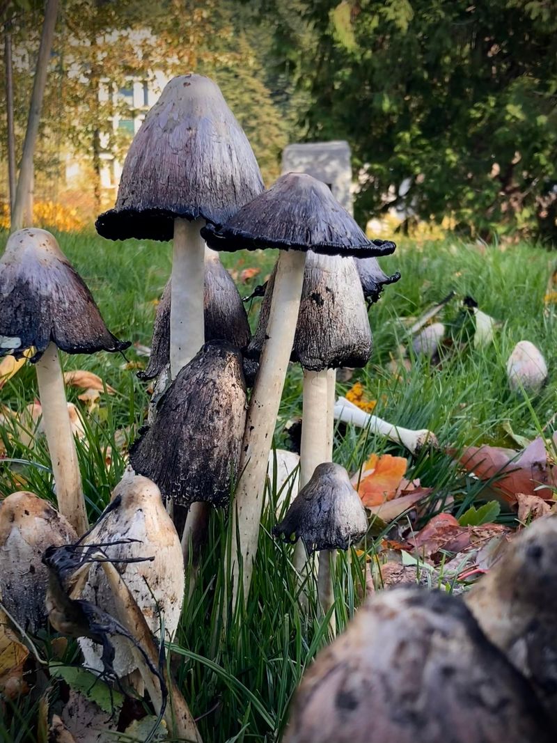 Ink Caps Appear Fast After Rain Ink Caps Appear Fast After Rain
