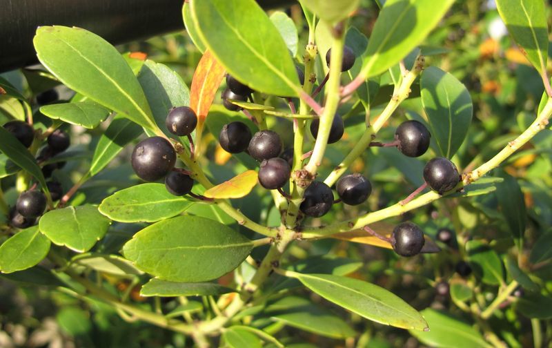Inkberry Holly Gives Damp Borders Evergreen Structure Inkberry Holly Gives Damp Borders Evergreen Structure