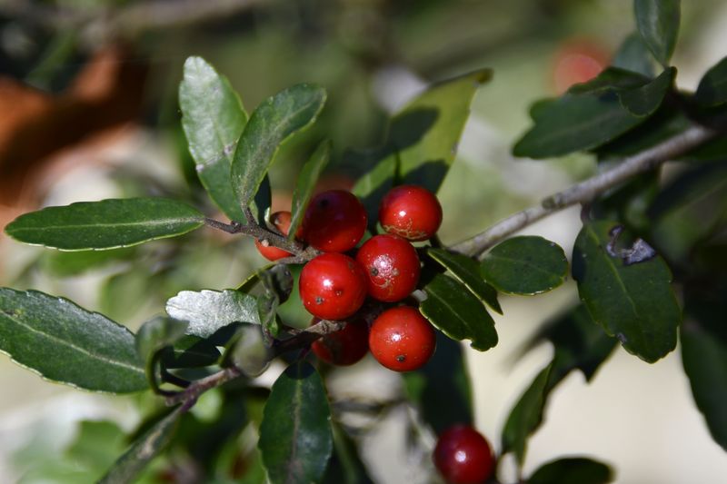 Inkberry Holly (Ilex Glabra) Inkberry Holly (Ilex Glabra)