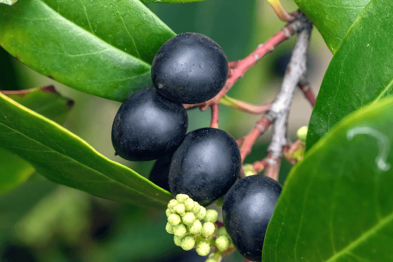 Inkberry Holly