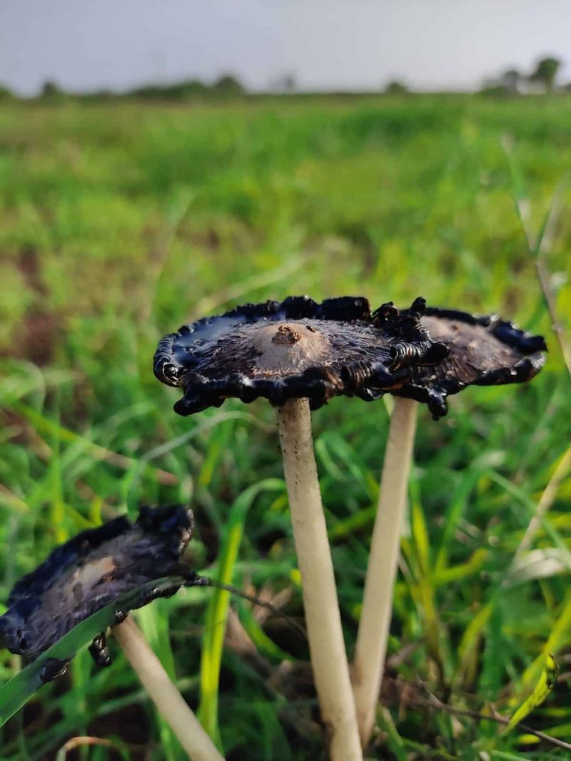Inky Caps Break Down Quickly After Rain Inky Caps Break Down Quickly After Rain