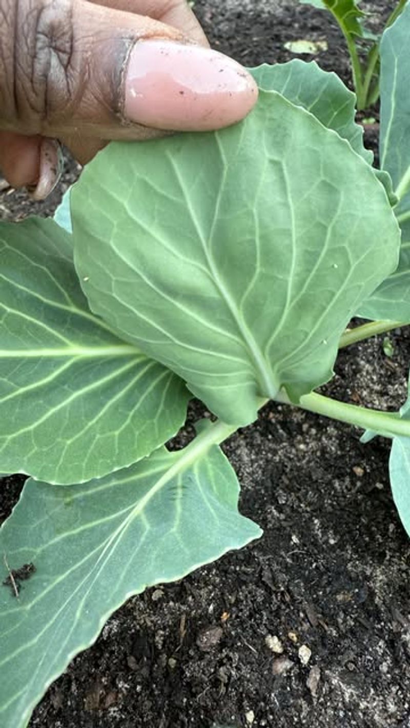 Inner Cabbage Leaves Need Early Checks Inner Cabbage Leaves Need Early Checks