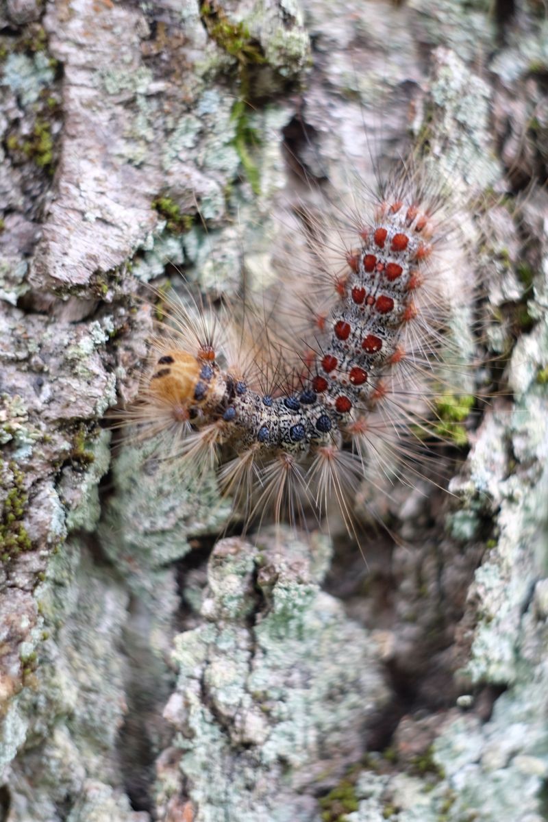 Insect Pests Target Stressed Trees