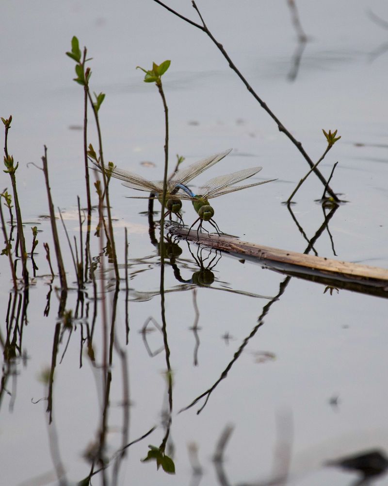 Insect Populations Fueling Their Feeding Frenzy Insect Populations Fueling Their Feeding Frenzy