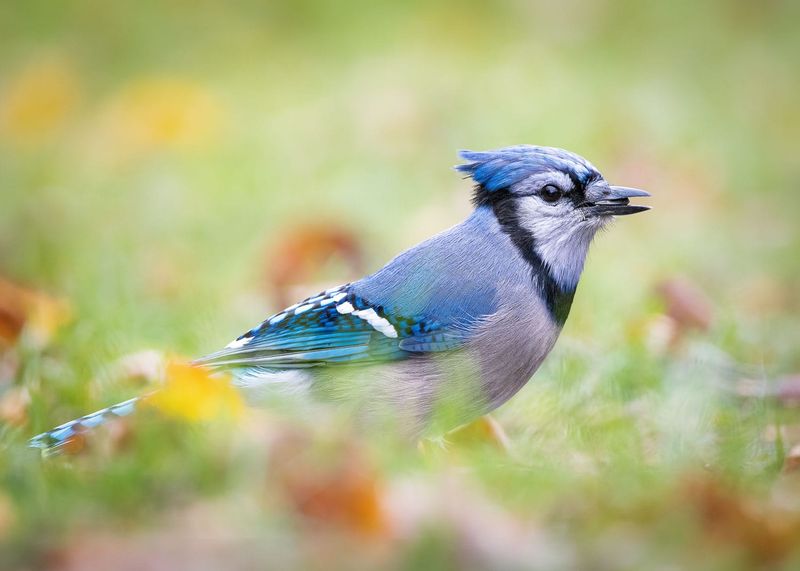 Insects And Garden Food Sources May Be Available