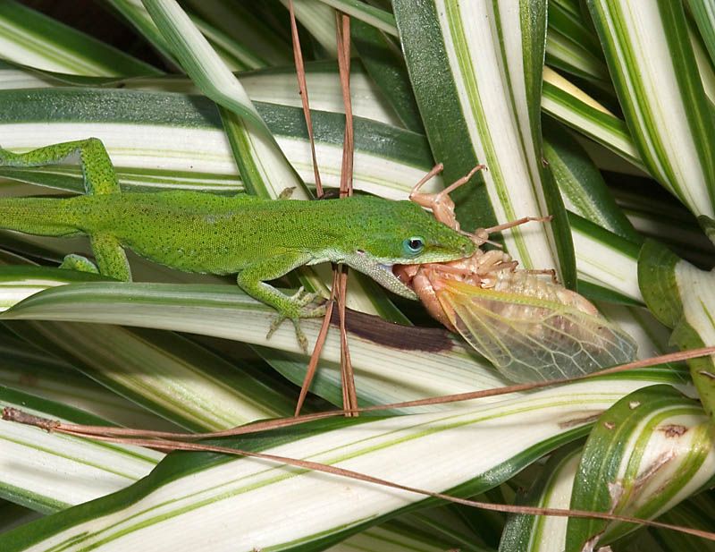 Insects And Spiders Are Feeding The Population Insects And Spiders Are Feeding The Population