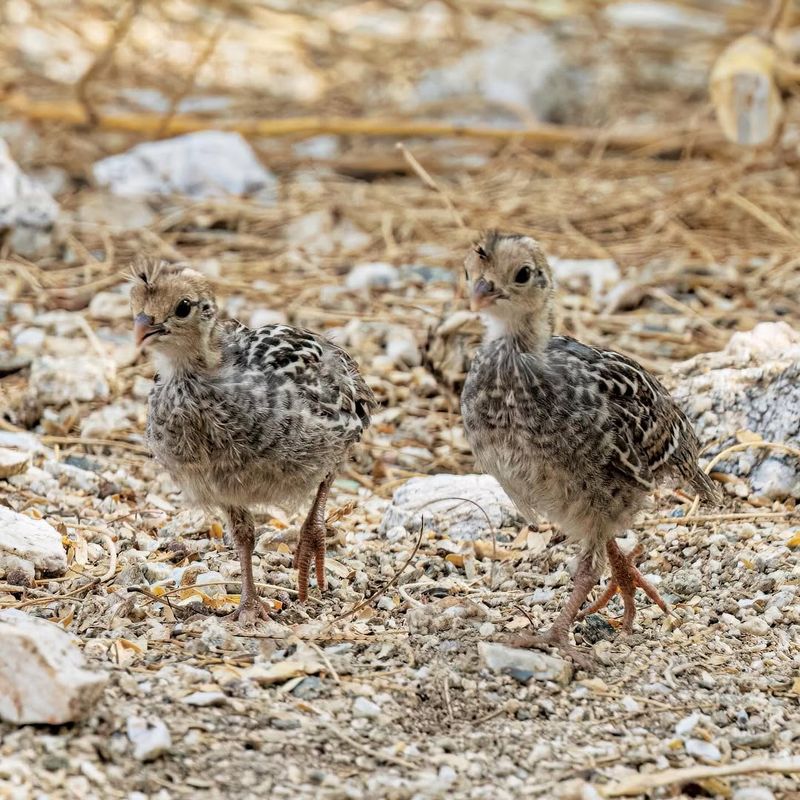 Insects For Chicks And Protein