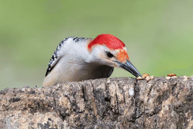 Insects in Your Yard Keep This Woodpecker Coming Back