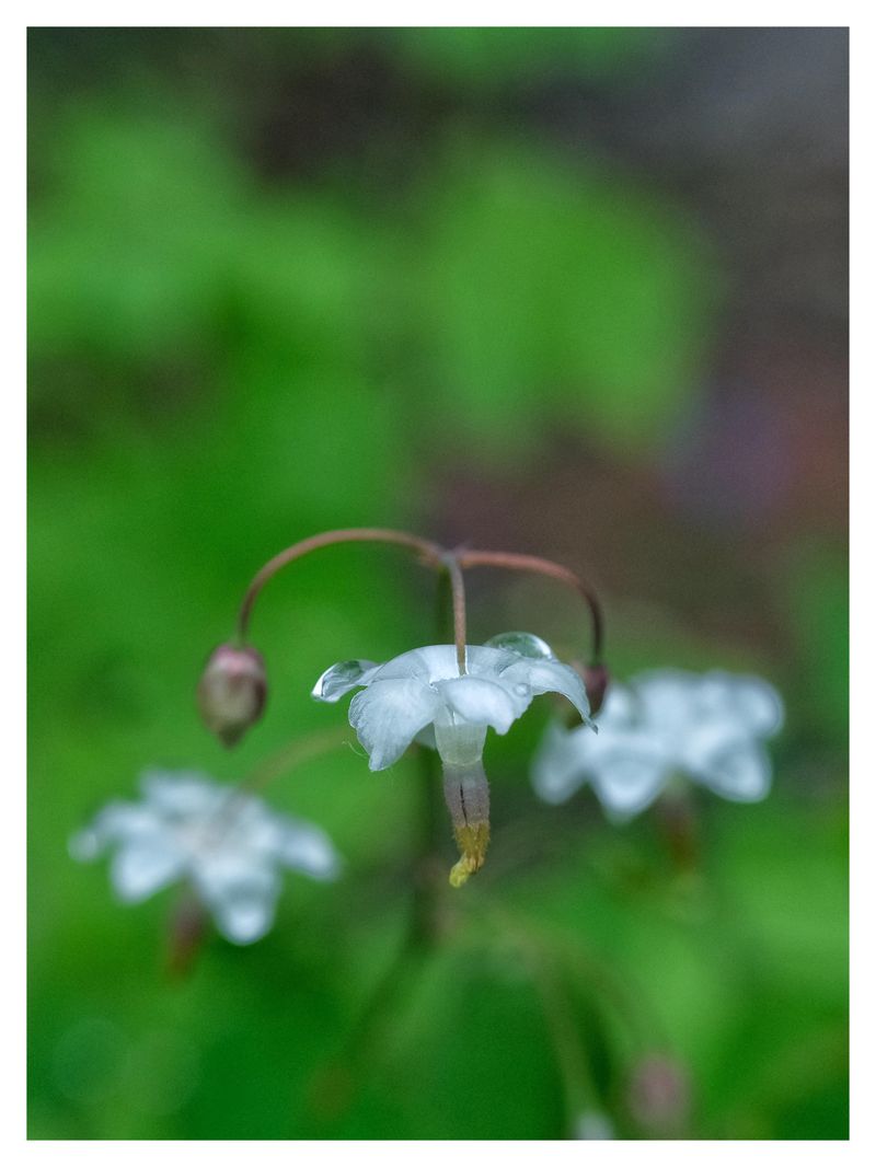 Inside Out Flower Covers Woodland Soil