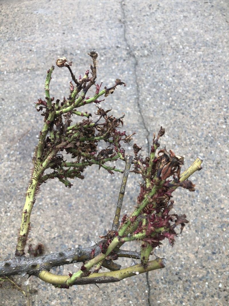 Inspect Buds Before Blaming the Weather Inspect Buds Before Blaming the Weather