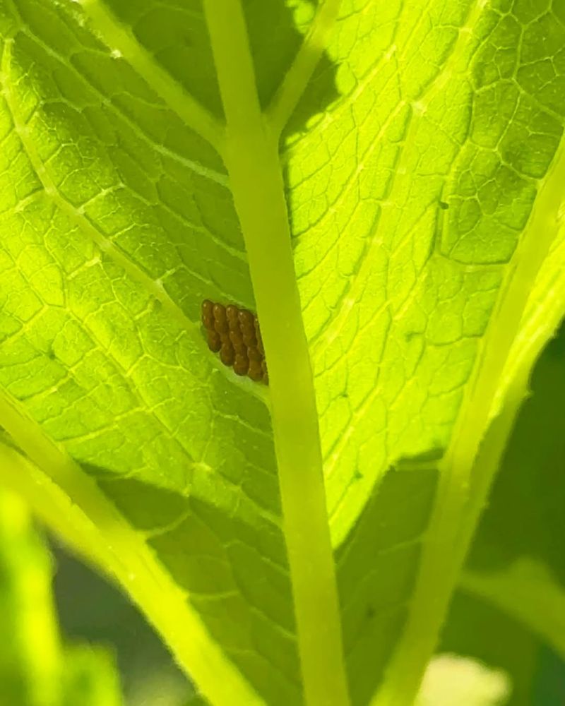 Inspect Every Leaf Before The Eggs Hatch