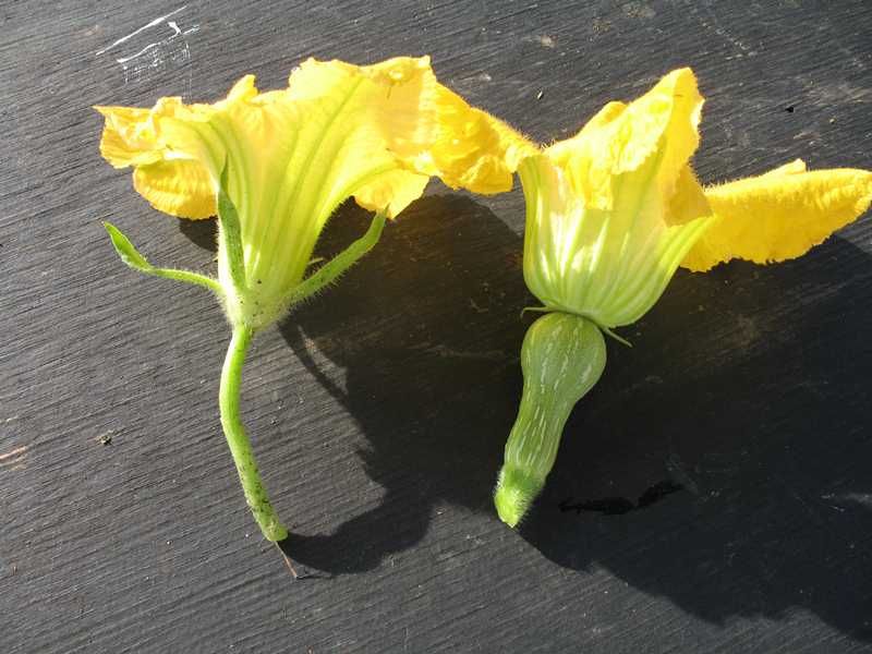 Inspect Flowers Before the Morning Closes Inspect Flowers Before the Morning Closes