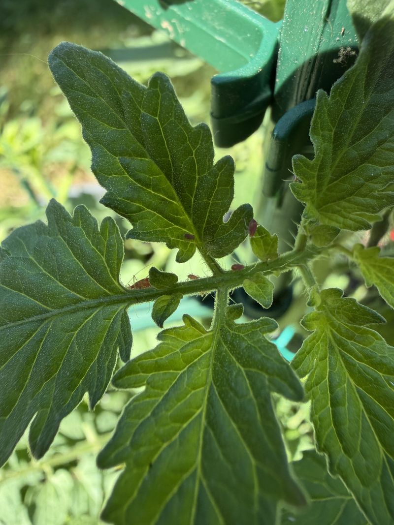 Inspect For Aphids And Mites Inspect For Aphids And Mites