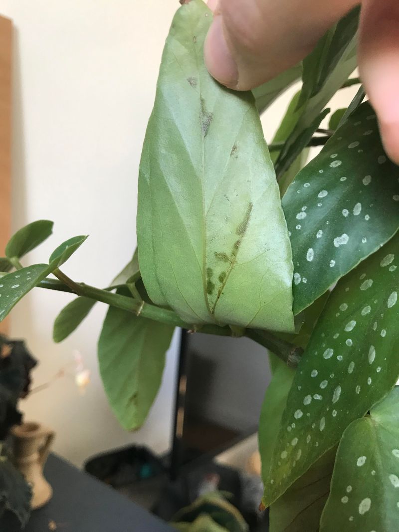 Inspect For Pests Before They Spread Inspect For Pests Before They Spread