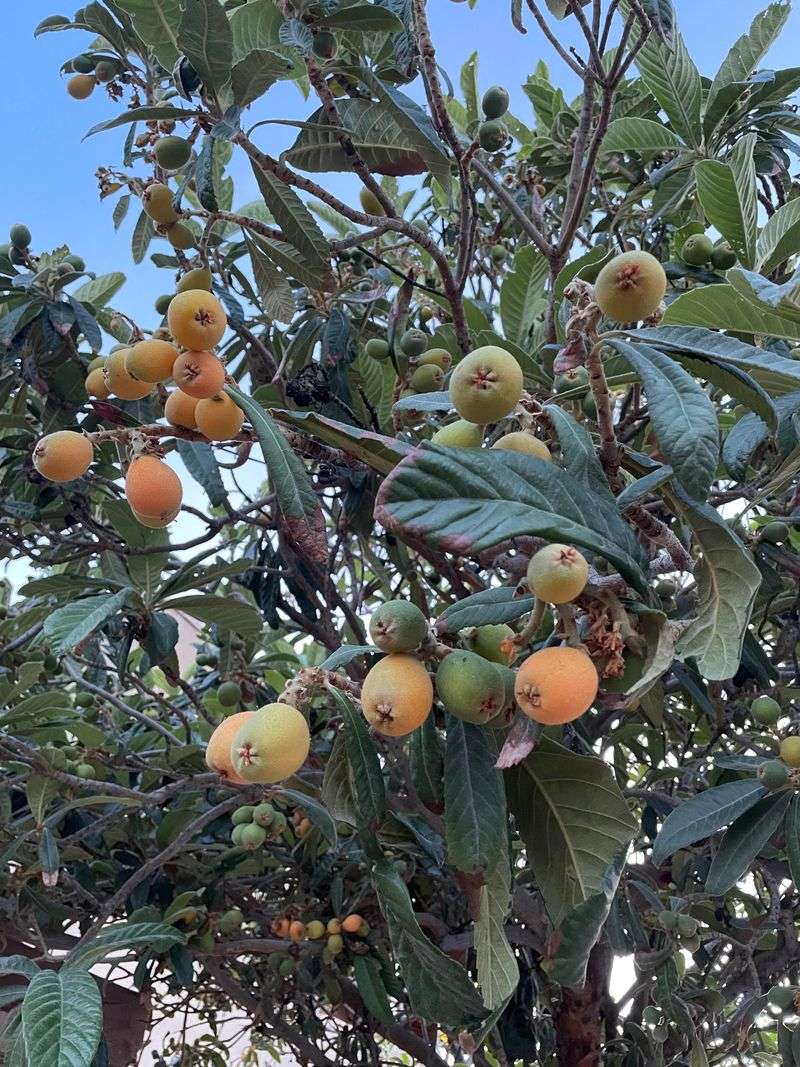 Inspect Fruit Trees Before Storms Are In The Forecast Inspect Fruit Trees Before Storms Are In The Forecast