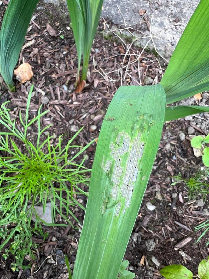 Inspect Gladiolus Leaf Sheaths First Inspect Gladiolus Leaf Sheaths First