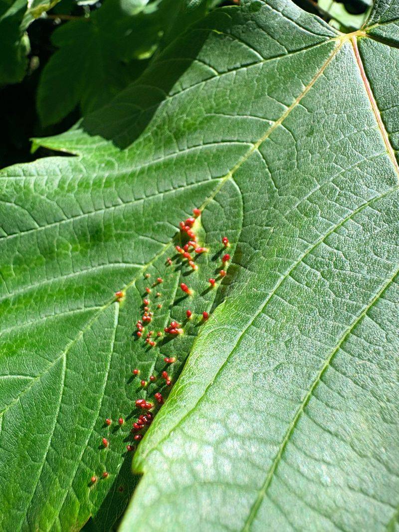 Inspect Leaves And Stems For Disease Or Insect Damage Inspect Leaves And Stems For Disease Or Insect Damage