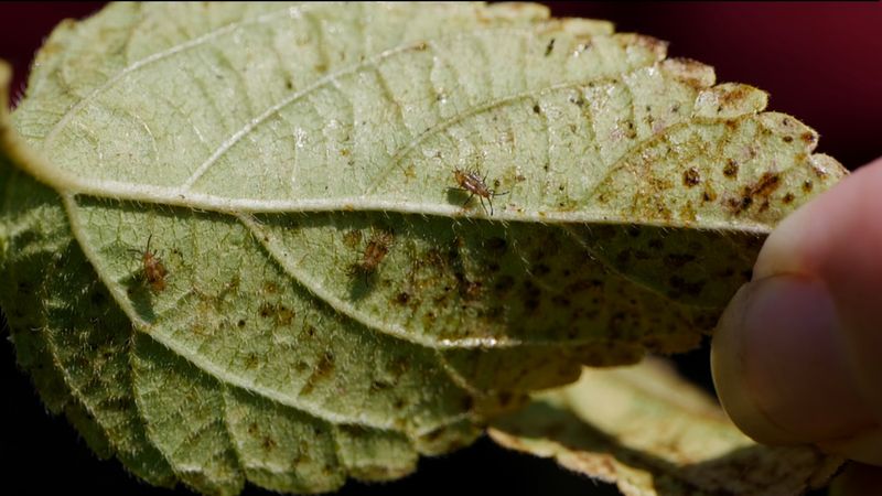 Inspect Leaves If Blooming Stops Suddenly