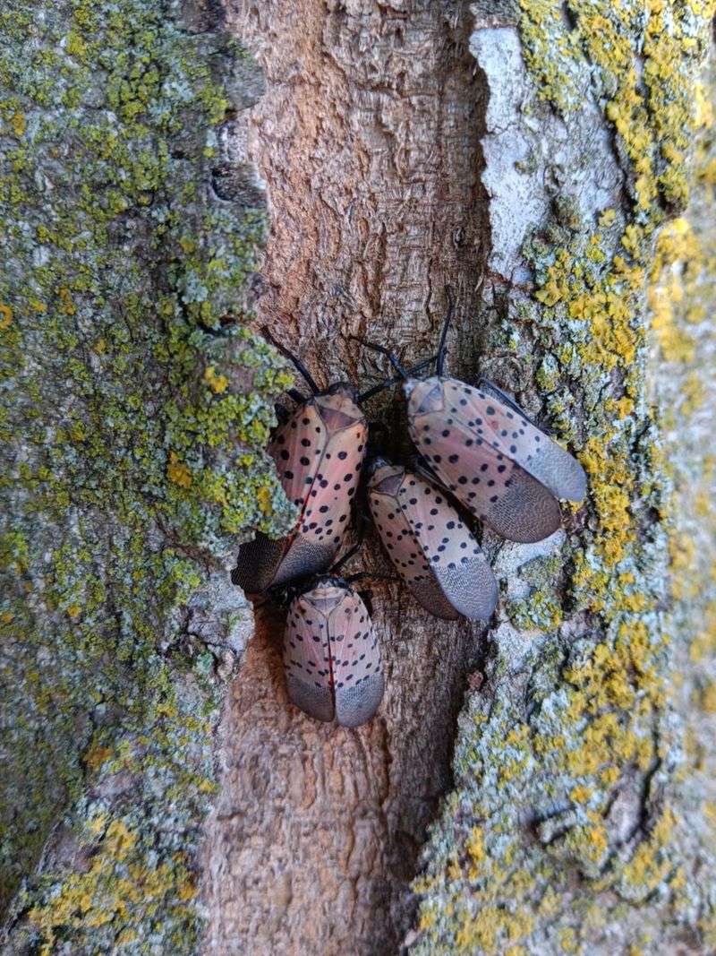 Inspect Nearby Trees And Shrubs Carefully