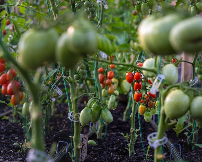 Inspect Plants After Prolonged Wet Or Humid Weather