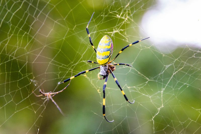 Inspect The Porch For Additional Webs Inspect The Porch For Additional Webs