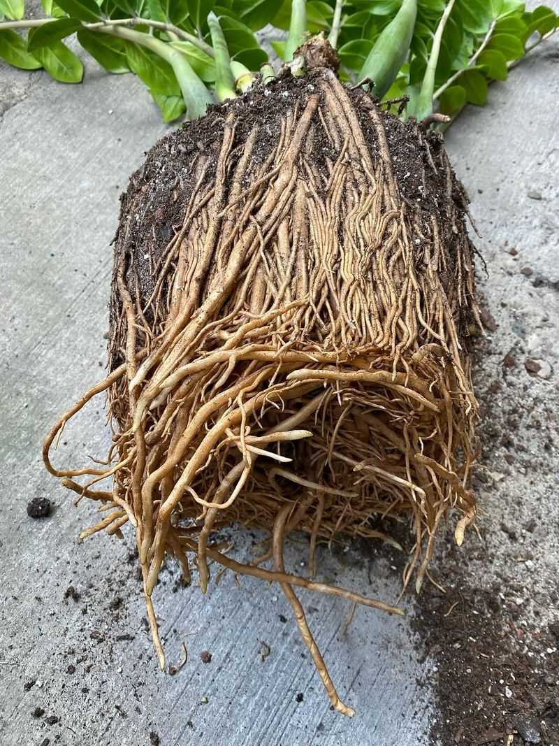 Inspect The Root Ball Before Buying