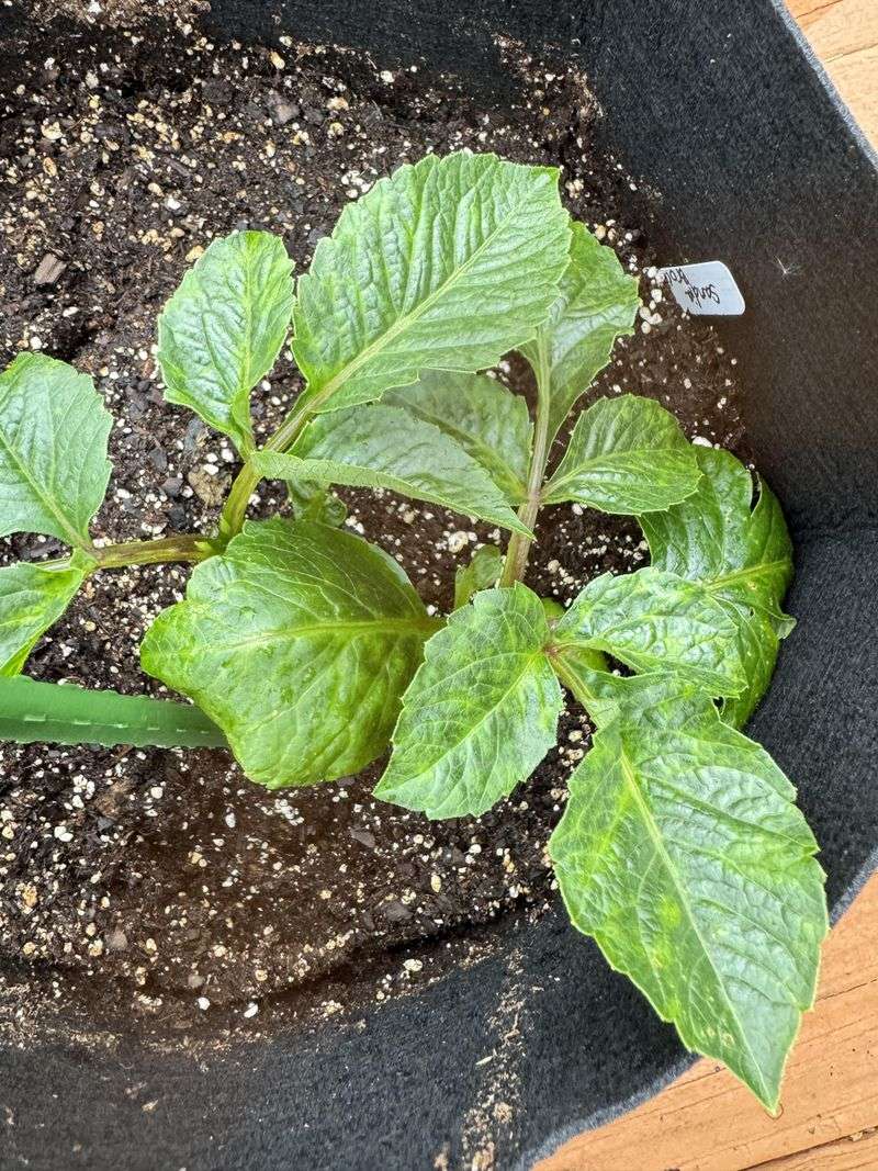 Inspect The Undersides Of Young Dahlia Leaves Inspect The Undersides Of Young Dahlia Leaves