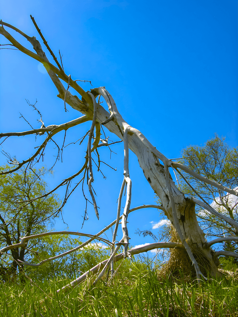Inspect Trees And Shrubs For Decaying Or Weak Branches
