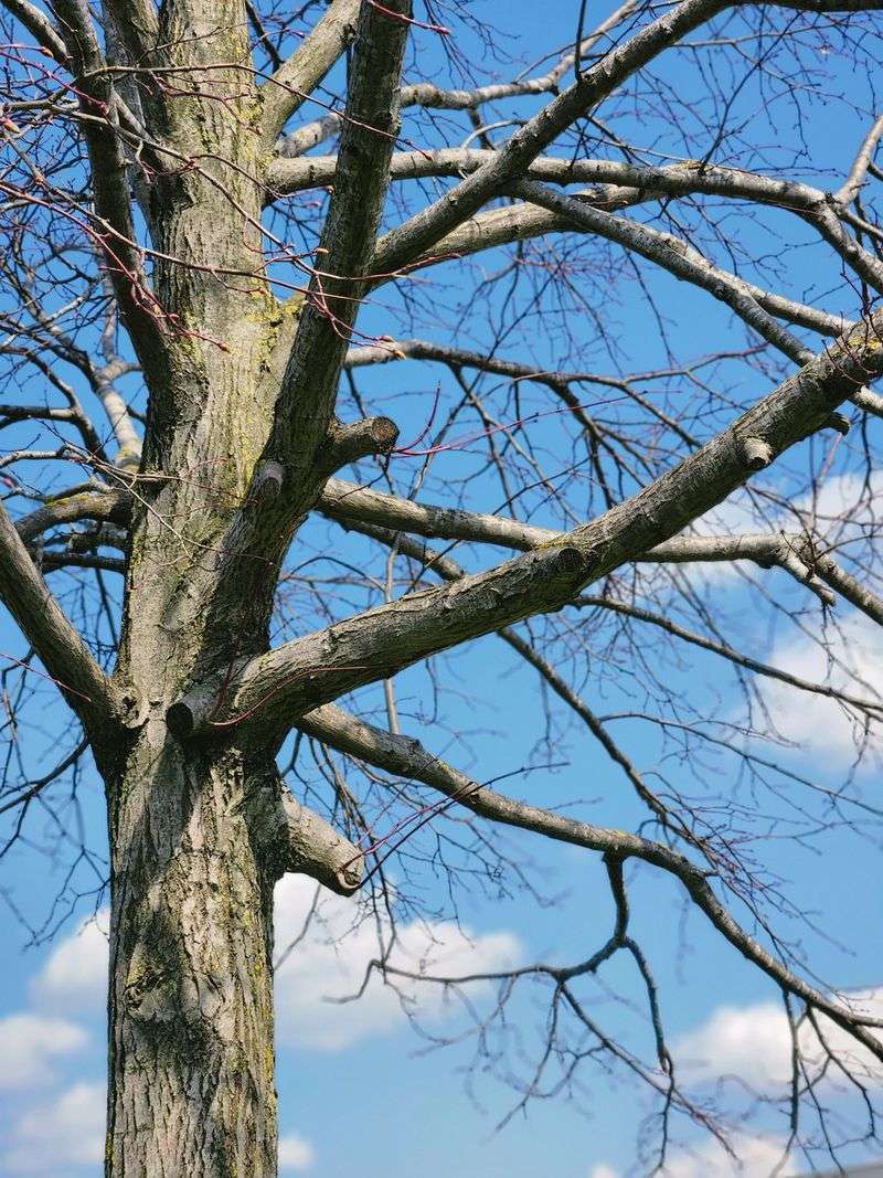 Inspect Trees For Cracked Or Hanging Limbs Inspect Trees For Cracked Or Hanging Limbs