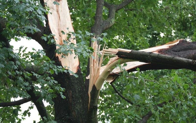 Inspect Trees For Weak Or Broken Limbs Inspect Trees For Weak Or Broken Limbs
