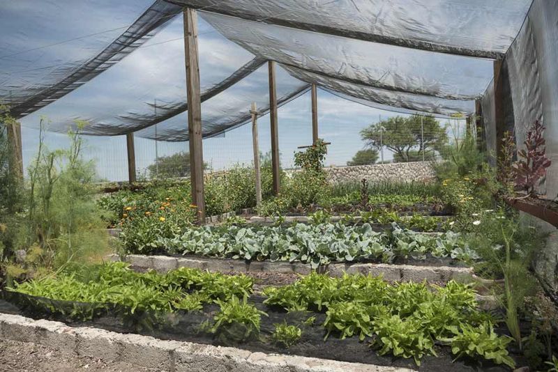 Install Shade Cloth Over Heat-Sensitive Plants