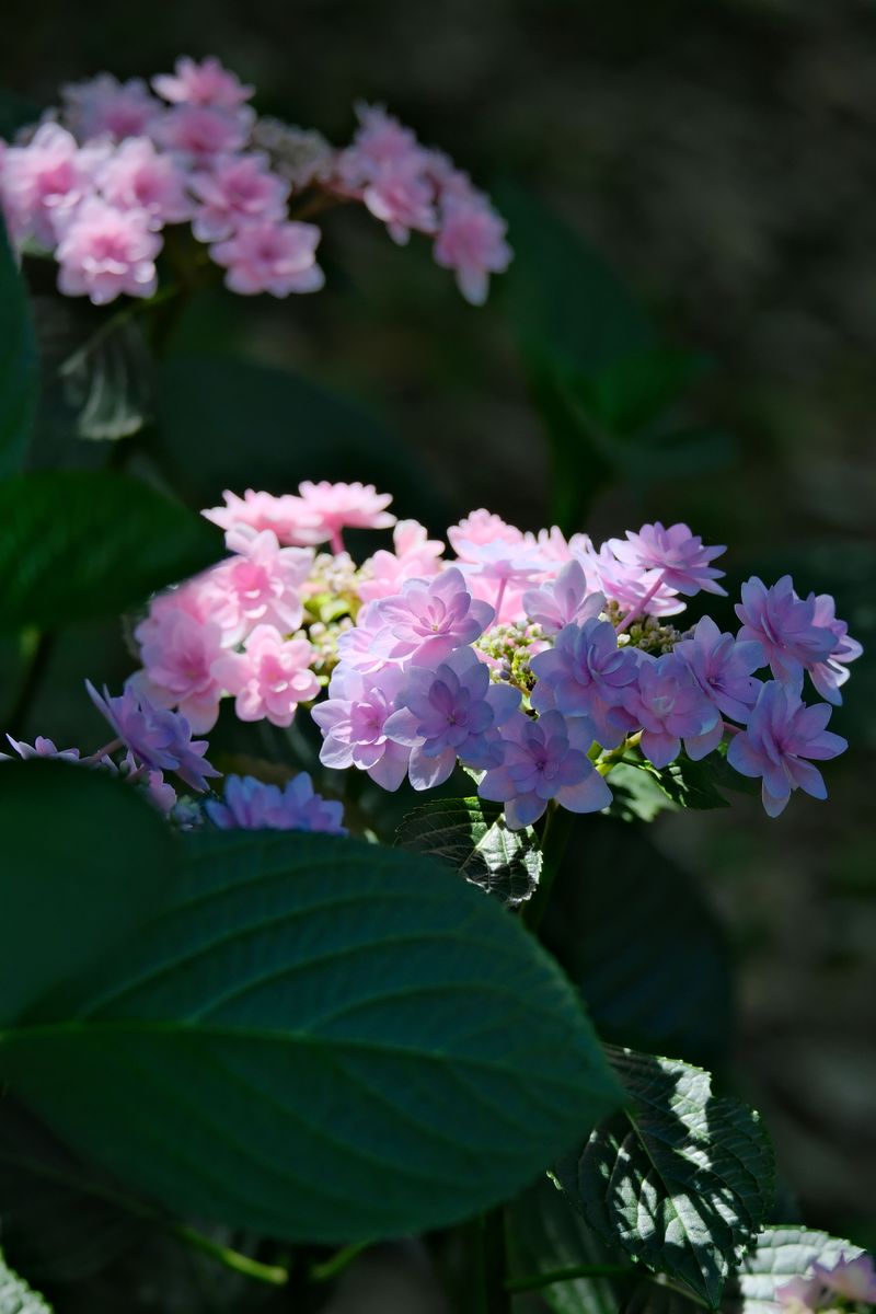 Insufficient Light Blocks Pink Pigment Formation