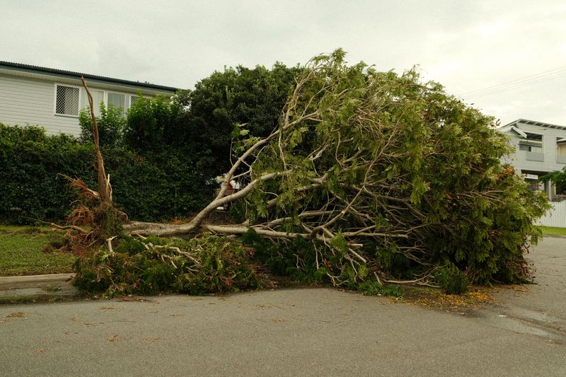 Insurance Coverage When The Tree Falls Anyway Insurance Coverage When The Tree Falls Anyway