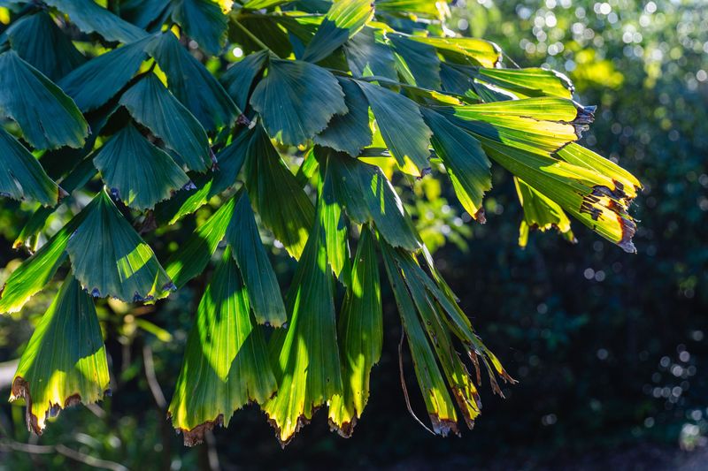 Intense Sun Scorches Uncovered Leaves