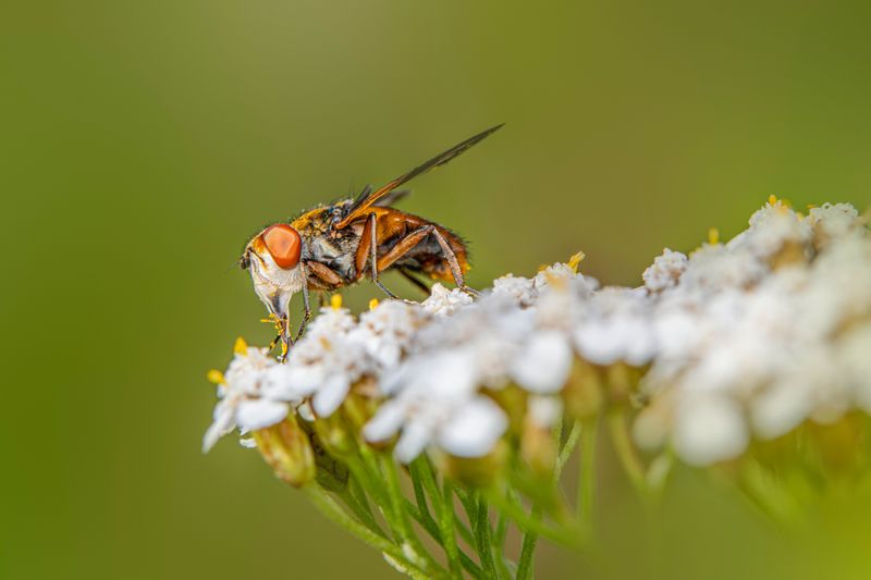 Introduce Beneficial Insects Like Tachinid Flies