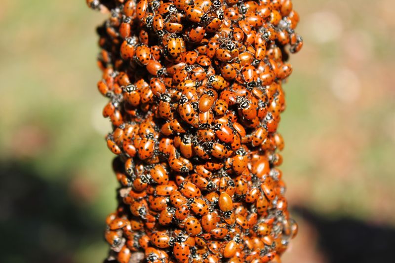 Introduce Ladybugs Or Apply Insecticidal Soap Weekly