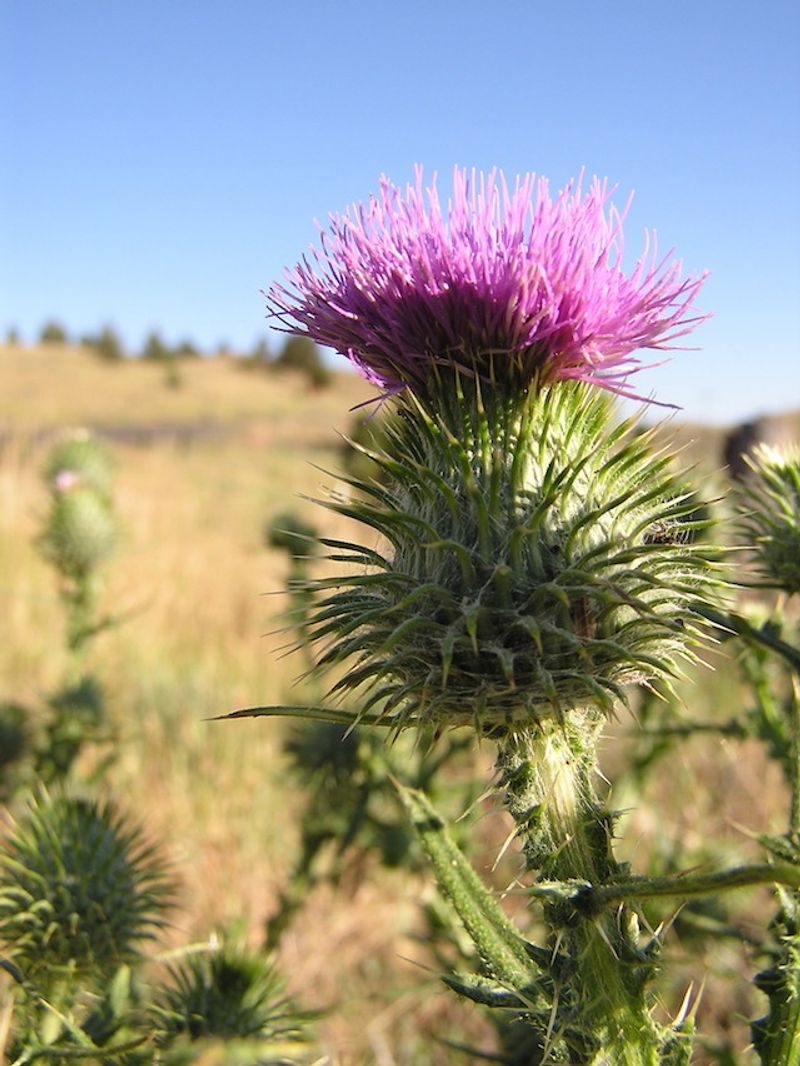 Invasive Does Not Automatically Mean Illegal Invasive Does Not Automatically Mean Illegal