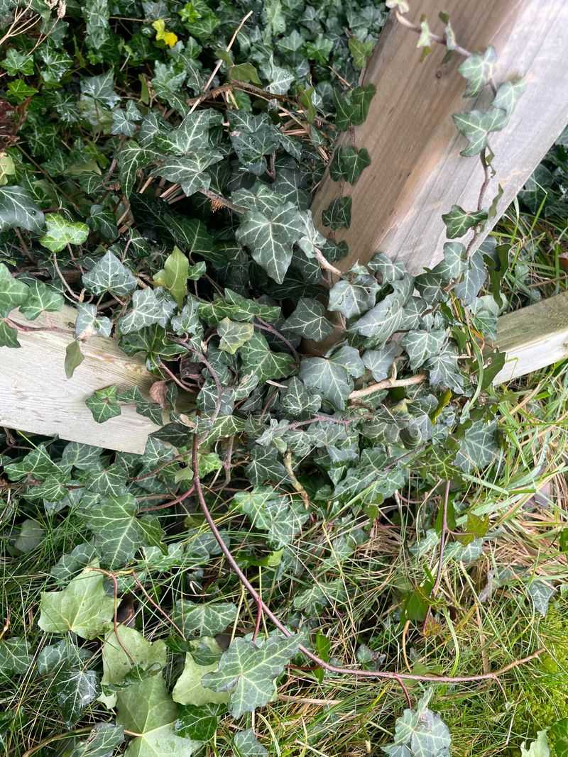 Invasive Plants Make The Issue More Serious Invasive Plants Make The Issue More Serious