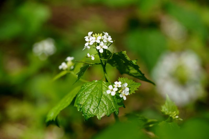 Invasive Species Removal