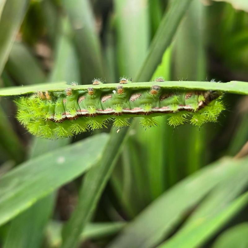 Io Moth Caterpillars Carry Venomous Spines