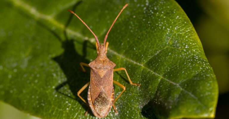 Iowa Gardens Are Facing A Tough Squash Bug Season, Here Is What Actually Works Against Them
