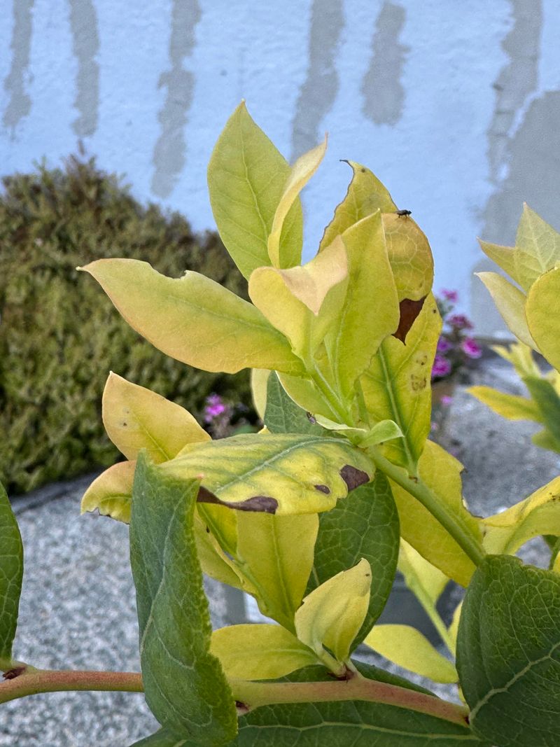 Iron Chlorosis Shows Up Between Veins Iron Chlorosis Shows Up Between Veins