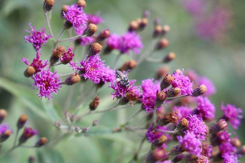 Ironweed Adds Bold Purple Flowers