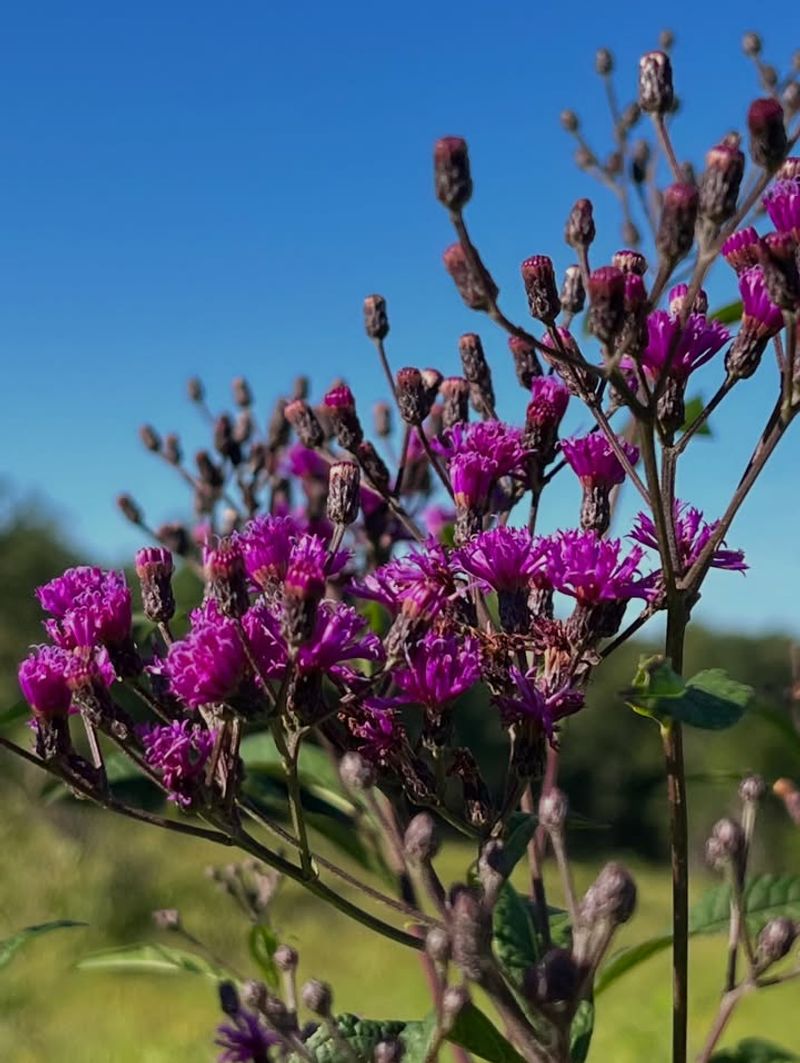 Ironweed Adds Rich Purple Flowers Throughout August