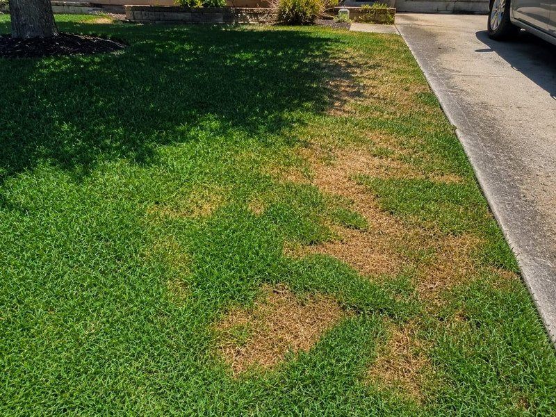 Irregular Brown Spots That Keep Expanding Irregular Brown Spots That Keep Expanding